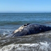 “인간이 미안해” 美서 멸종위기종 거대 귀신고래 ‘연쇄 죽음’