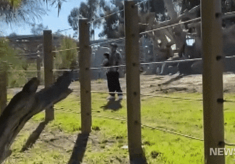 지난달 19일 캘리포니아주 샌디에이고동물원에는 한 20대 남성이 두 살 딸에게 코끼리를 더욱 생생하게 보여주기 위해 서식지 안으로 안고 들어갔다가 아동을 위험에 빠뜨린 혐의로 체포됐다.