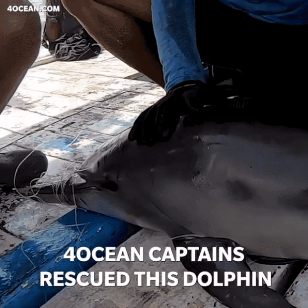 지난해 12월 발리 젬브라나 해안에서 구조된 병코돌고래. 입과 꼬리를 옭아맨 낚싯줄 때문에 돌고래는 고개를 가누는 것조차 힘겨워했다.