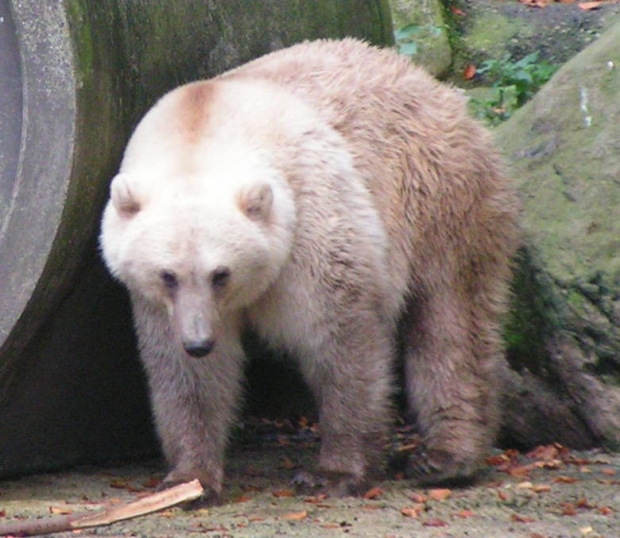 피즐리 베어(사진=Corradox, CC BY-SA 3.0 <https://creativecommons.org/licenses/by-sa/3.0>, via Wikimedia Commons)