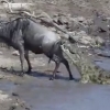 악어에 꼬리 물린 누, 목숨 건 줄다리기 끝에 승리 (영상)