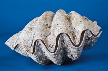 멸종위기에 처한 대왕조개 한 종류 자료사진