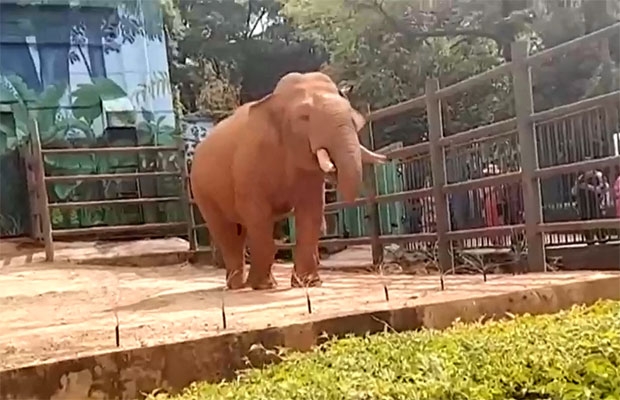 한가로이 우리 안을 산책하다 봉변을 당한 코끼리는 해로운 줄도 모르고 곧장 몸을 돌려 땅에 떨어진 봉지 꾸러미를 집어삼켰다.