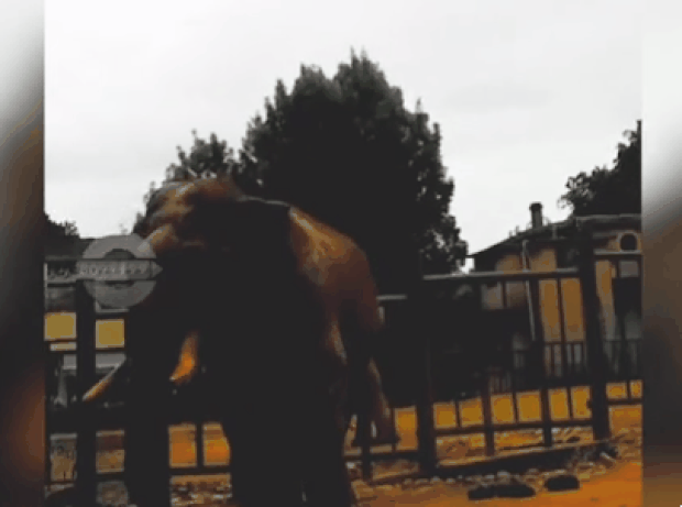 중국 동물원에서 이 같은 사고가 벌어진 건 이번이 처음이 아니다. 지난해 10월, 위안통산동물원과 지척에 있는 쿤밍동물원에서도 코끼리에게 사과가 든 비닐봉지를 통째로 던진 관람객이 비난 여론에 직면한 바 있다.