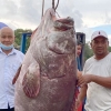 사람보다 크네…161㎏ 초대형 그루퍼 낚고 ‘돈벼락’ 말레이 어부