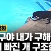 [이슈플릭스] “친구야 내가 구해줄게”…물에 빠진 개 구조한 영웅견