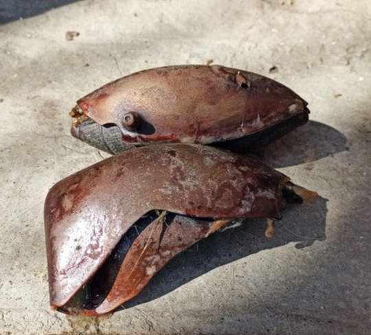 러시아 동물원에 사는 북극곰의 목숨을 앗아간 고무공의 일부(사진). 동물원 측은 관람객이 장난삼아 던진 고무공을 북극곰이 삼켰다가 목숨을 잃은 것으로 보고 있다.