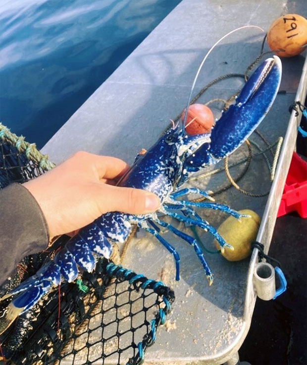 영국국립바닷가재인공부화장 페이스북