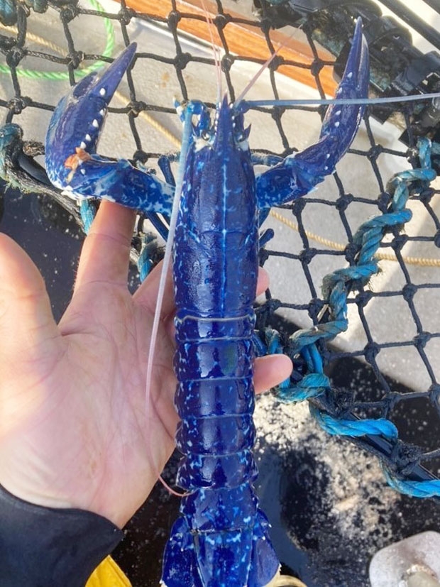 영국국립바닷가재인공부화장 페이스북