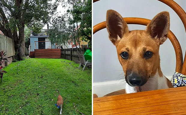 블레어는 “평소 같았으면 아침이 되자마자 나에게로 왔을 졸리가 그날은 나타나지 않았다. 마당으로 나가보니 웬 뼈다귀를 뜯고 있더라”고 밝혔다.