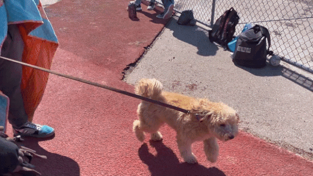홀리는 이후에도 질주 본능을 주체하지 못하고 계속 달리지 못해 안달난 모습을 보여 웃음을 자아냈다.