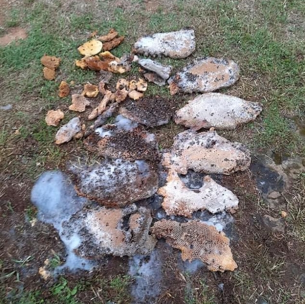 미국의 70대 남성이 마당에서 잔디를 깎던 중 벌 6만 마리의 공격을 받고 현장에서 사망했다. 사진은 사고 이후 제거된 벌집들.