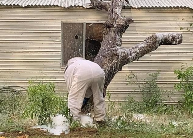 벌집을 제거 중인 소방대원들
