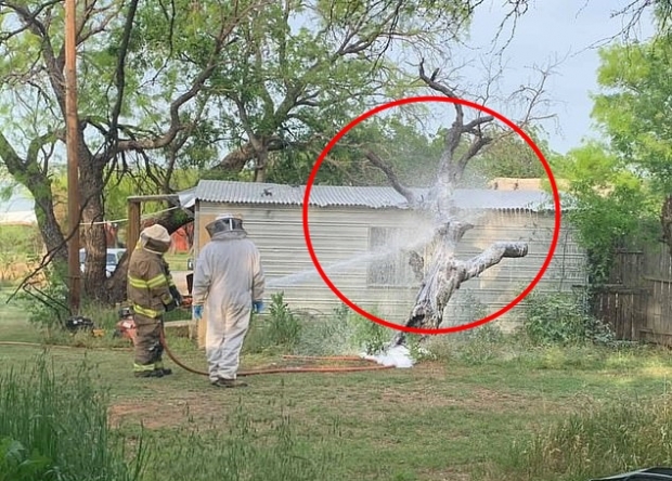 벌집을 제거 중인 소방대원들