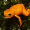 [핵잼 사이언스] 작지만 독도 있네…오렌지빛 신종 두꺼비 브라질서 발견