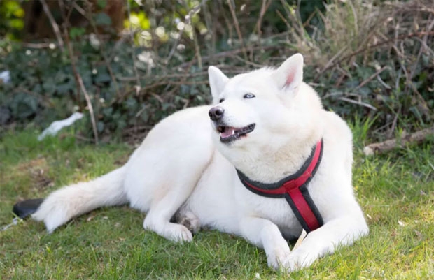 월시는 “산책 도중 반려견 ‘헬’이 갑자기 산책로 수풀 쪽으로 다가갔다. 거기에는 둘둘 말린 담요와 깨진 유리조각 등이 놓여 있었다. 목줄을 쥐고 안전한 쪽으로 유도했지만 반려견은 담요에 계속 관심을 보였다”고 전했다. 아예 그 앞에 쭈그리고 앉은 월시의 반려견은 담요를 부드럽게 쿡쿡 찌르기도 했다. 그때, 담요 근처에서 아기 울음소리가 들렸다.