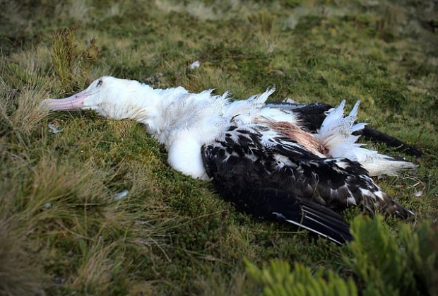 괴물 쥐들의 습격으로 죽은 트리스탄 앨버트로스의 모습.
