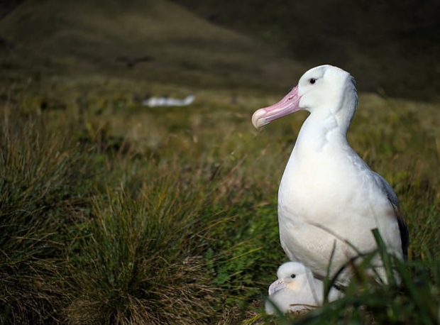 죽은 암컷 대신 새끼를 돌보는 수컷 앨버트로스의 모습.