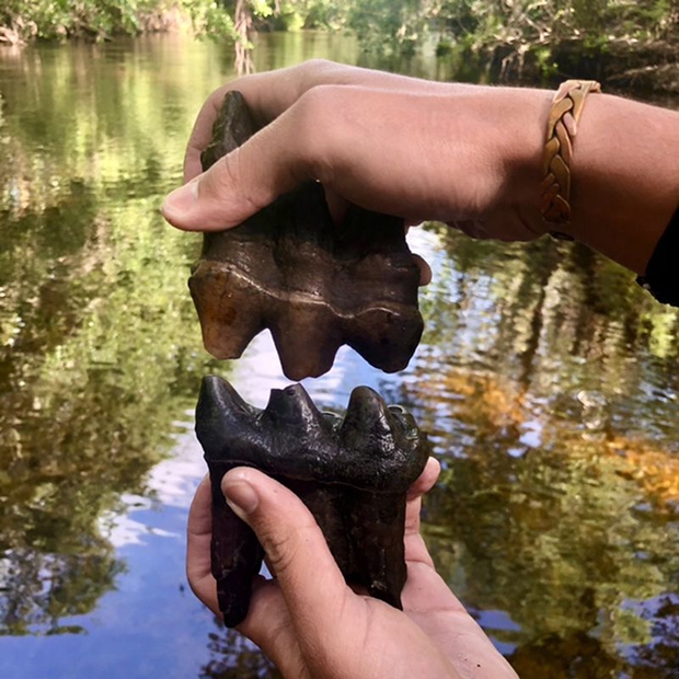 두 사람은 수년 전부터 매머드는 물론, 지구상 상어 중 가장 거대했을 것으로 추정되는 메갈로돈, 신생대 에오세 시기(약 5300만∼5000만 년 전)에 나타난 글립토돈 등 수천 점의 화석을 발굴했다.