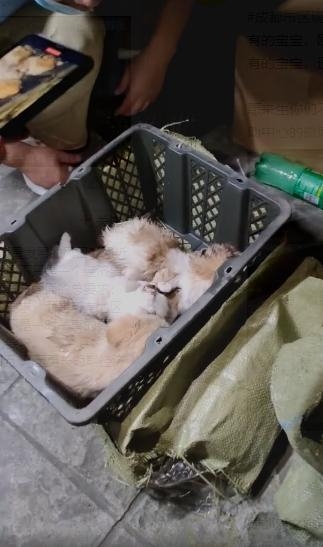 구조된 반려동물들.