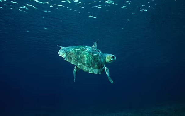 멸종위기 바다거북 자료사진