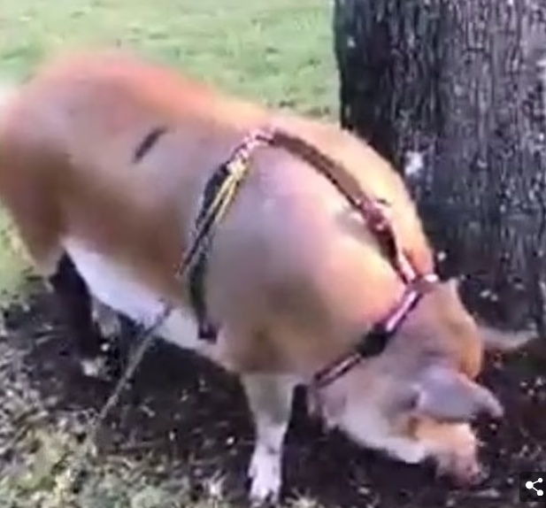 미국의 한 공원으로 산책을 위해 나온 돼지