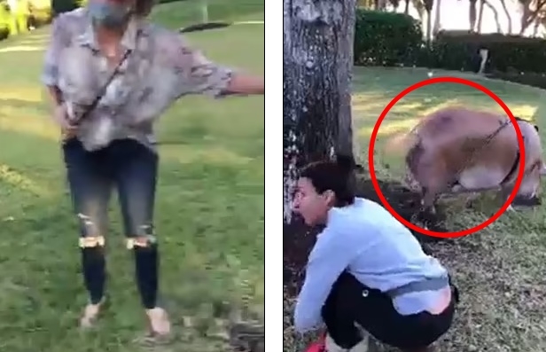 미국의 한 공원에 반려동물인 돼지를 데리고 산책을 나온 사람(오른쪽) 이에 항의하는 사람(왼쪽) 사이에 시비가 붙었다. 현지에서는 찬반 논란이 일었다.