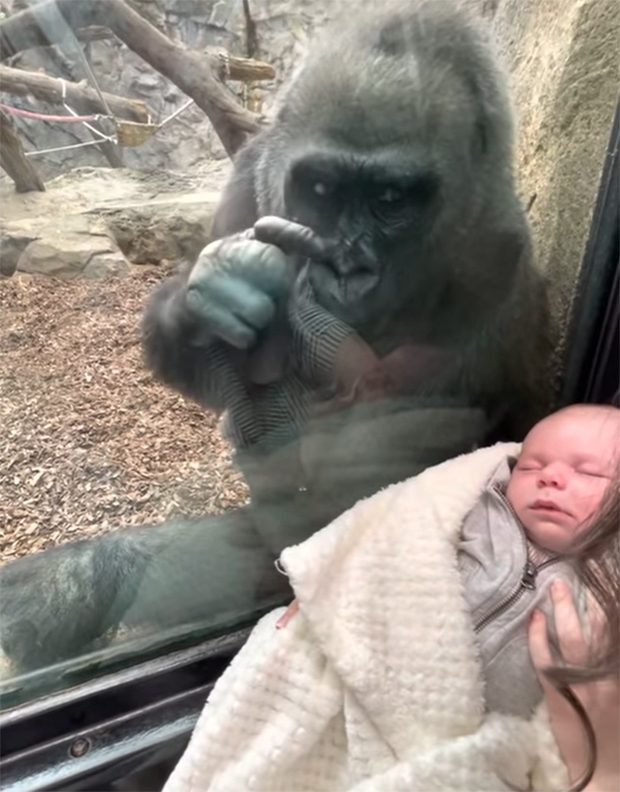 어미 고릴라는 유리벽 너머 아기의 얼굴을 빤히 들여다보았다. ‘당신 아기냐’고 묻듯 아기와 오스틴을 번갈아 쳐다보기도 했다.