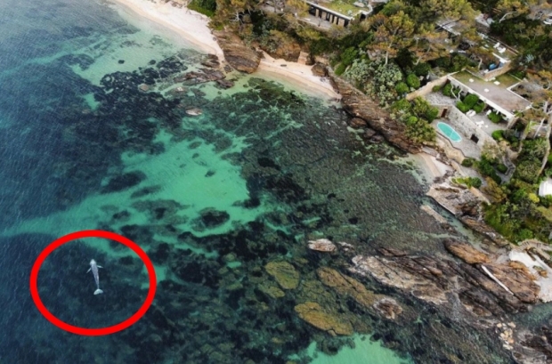 태평양에 있어야 하는 새끼 회색고래가 프랑스 지중해 연안에 나타났다. 전문가들은 지구온난화로 인한 해빙으로 길을 잃은 것으로 보고 있다. 사진 AFP 연합뉴스