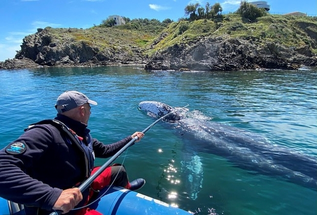 태평양에 있어야 하는 새끼 회색고래(사진)가 프랑스 지중해 연안에 나타났다. 전문가들은 지구온난화로 인한 해빙으로 길을 잃은 것으로 보고, 원서식지로 돌아가는 길을 찾아주기 위해 애쓰고 있다. 사진 로이터 연합뉴스