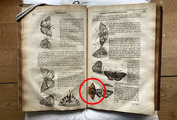 케임브리지 트리니티홀 도서관