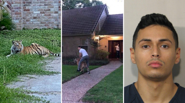 밤샘 추적 끝에 경찰은 도주 하루만인 10일 밤 사건 현장과 차로 30분 거리에서 쿠에바스를 붙잡는 데 성공했다. 쿠에바스는 현재 도주 혐의로 구금된 상태다. 하지만 호랑이 행방은 여전히 묘연하다.