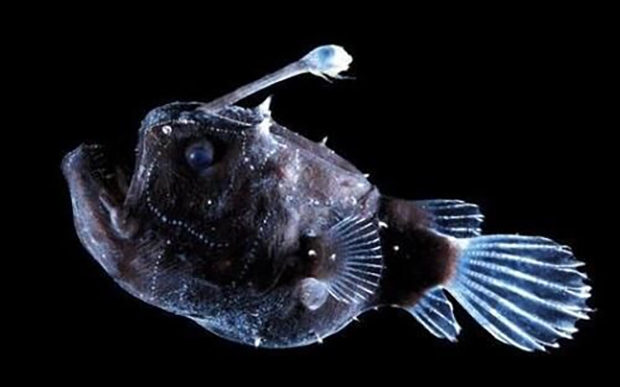 머리에 달린 ‘빛나는 안테나’도 특색이다. 머리 위에 가늘고 길게 튀어나온 촉수는 등지느러미가 변형된 것으로, 끝부분에 공생하는 발광세균이 초롱불처럼 빛을 뿜어낸다. 초롱아귀는 등대처럼 컴컴한 심해를 밝히는 이 발광촉수로 먹이를 유인한다. 발광촉수는 암컷만 갖고 있다.