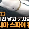 ‘러시아 스파이’ 돌고래 벨루가는 그후 어떻게 살고있을까?