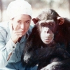 1980년대 무인도서 침팬지와 6년 넘게 산 여성의 사연