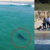 호주서 상어 공격으로 서핑하던 남성 사망…당국, 상어 잡기 한창