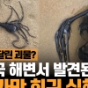 [애니멀플릭스] 머리에 ‘빛나는 발광 촉수 달린 심해어의 정체는?