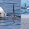1년에 한 번 볼까 말까…美 해안서 ‘하얀 돌고래’ 발견
