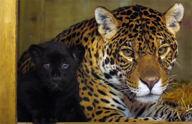 영국 잉글랜드에서 보기 드문 ‘블랙 재규어’가 탄생했다. 24일 데일리메일은 잉글랜드 켄트주의 ‘빅캣생츄어리’에서 멸종위기 재규어가 태어났다고 전했다.