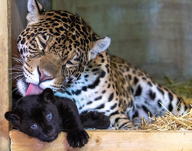 빅캣생츄어리 관계자는 “직간접 관찰을 통해 암컷의 임신을 확인했다. 우리는 흥분 속에 몇 주간 출산일만을 기다렸다. 지난달 6일 아침 심상찮은 움직임을 보인 어미 재규어는 곧 까만 새끼 한 마리를 낳았다”고 설명했다. 이어 “다른 고양이과 동물과 비교해 새끼 재규어 성장 속도가 매우 빠르다. 태어난 지 2주 만에 뛰어다니기 시작했다. 재규어에게는 일반적인 것”이라고 덧붙였다.
