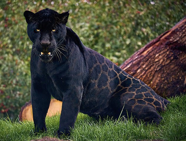 아직 이름이 없는 새끼 재규어는 지난달 6일 암컷 ‘키이라’와 수컷 ‘네론’ 사이에서 태어났다. 성별은 암컷이다. 블랙 재규어인 수컷 영향으로 머리부터 발끝까지 까만 게 특징이다. 블랙 재규어는 재규어 전체의 약 10%를 차지하는 것으로 알려졌다.