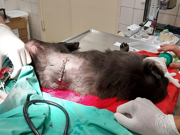 충돌 초기 사파리에 로켓이 떨어졌을 때 원숭이 한 마리도 로켓 파편에 맞아 부상을 입었다. 사파리 수석 수의사 이갈 호로위츠 박사는 “처음에는 전쟁과 관련이 없을 것으로 생각했으나, 엑스레이 촬영 결과 원숭이 몸에서 로켓 파편이 발견됐다”고 말했다./라마트간사파리