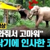 [이슈플릭스] 자신 구해준 굴삭기에 ‘감사 인사’ 전하는 코끼리