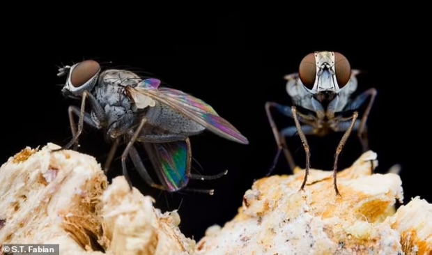 사냥꾼 파리의 모습.