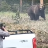 美 옐로스톤 회색곰들 화났다…돌진 사고 잇따라 발생