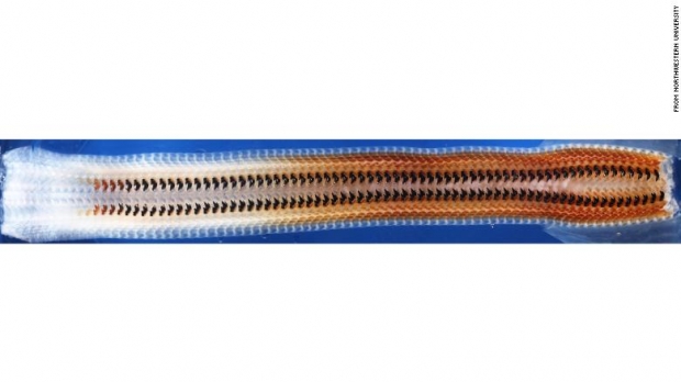 말군부 치설의 모습.(사진=노스웨스턴대)