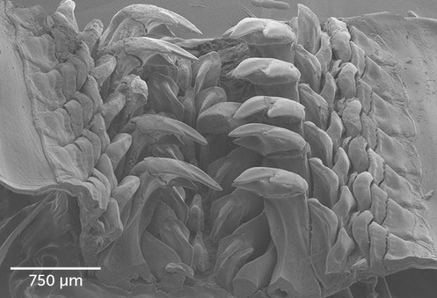 산타바바라이트를 함유한 이빨의 확대 이미지.(사진=노스웨스턴대)