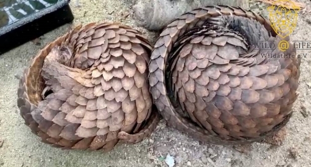 코로나19 팬데믹 이후에도 나이지리아 재래시장에서 거래된 멸종위기종 천산갑. 천산갑은 박쥐와 인간 사이에서 바이러스를 옮기는 중간 매개로 지목됐었다.