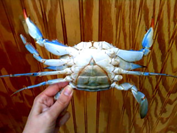 암컷 블루크랩.