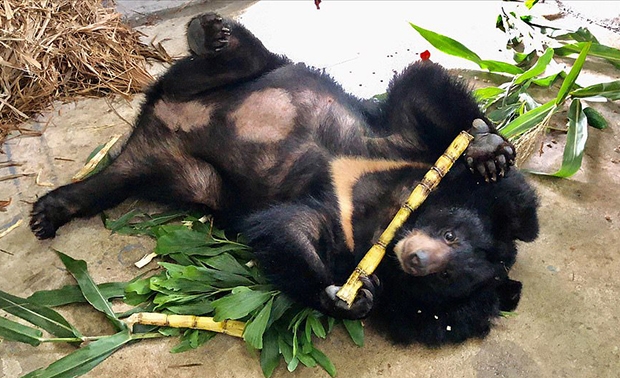 평생 처음 보는 자연광 앞에 곰들은 어쩔 줄을 몰랐다. 암컷 ‘꿈’(사진)은 그나마 빨리 적응했지만, 수컷 ‘봄’은 도통 적응을 못 하고 있다. 적응은 둘째치고, 반달가슴곰이 생존할 수 있을지도 사실 불투명하다.